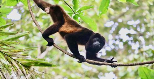 Descripción: Un oso en la rama de un árbol

Descripción generada automáticamente con confianza media