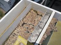Descripción: C:\Users\toshiba\Desktop\FOTOS TESIS\IMG_20170928_122243.jpg